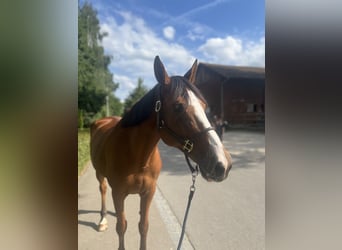 Selle Français, Castrone, 14 Anni, 170 cm, Baio