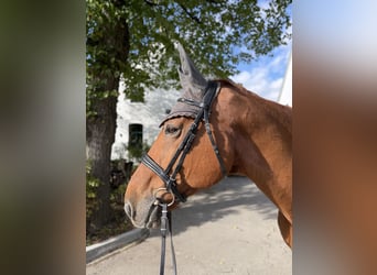 Selle Français, Castrone, 14 Anni, 172 cm, Sauro