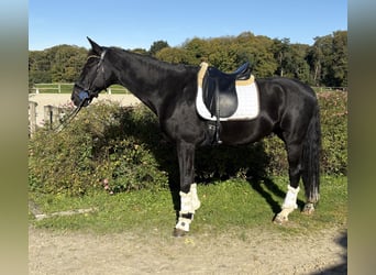 Selle Français, Castrone, 14 Anni, 173 cm, Morello