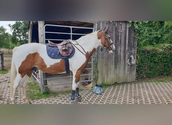 Selle Français, Castrone, 15 Anni, 167 cm, Pezzato
