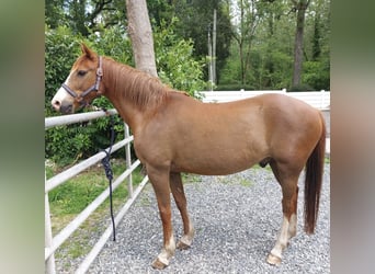 Selle Français, Castrone, 16 Anni, 151 cm, Sauro