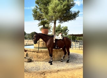 Selle Français, Castrone, 2 Anni, 165 cm, Baio