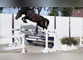 Selle Français, Castrone, 3 Anni, 161 cm, Baio scuro