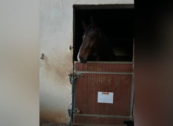 Selle Français, Castrone, 3 Anni, 165 cm, Baio scuro
