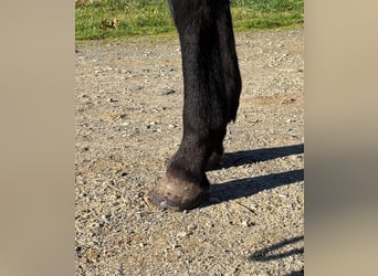 Selle Français, Castrone, 3 Anni, 169 cm, Morello