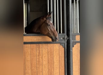 Selle Français, Castrone, 4 Anni, 165 cm, Baio