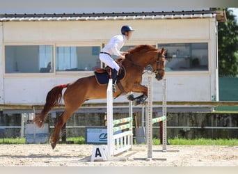 Selle Français, Castrone, 4 Anni, 165 cm, Sauro scuro
