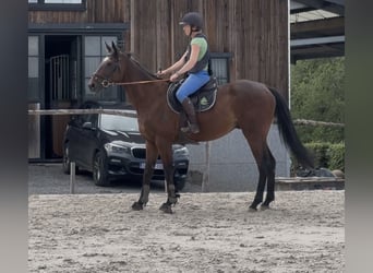 Selle Français, Castrone, 4 Anni, 167 cm, Baio