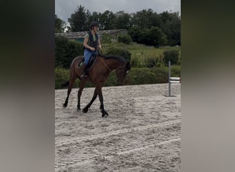 Selle Français, Castrone, 4 Anni, 167 cm, Baio