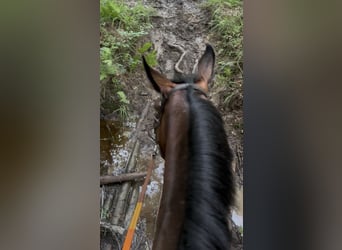 Selle Français, Castrone, 4 Anni, 167 cm, Baio