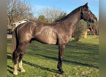 Selle Français, Castrone, 4 Anni, 170 cm, Baio nero