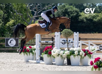 Selle Français, Castrone, 5 Anni, 164 cm, Baio