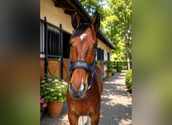 Selle Français, Castrone, 5 Anni, 165 cm, Baio