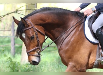 Selle Français, Castrone, 5 Anni, 168 cm, Baio