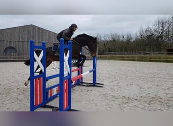 Selle Français, Castrone, 5 Anni, 169 cm, Baio nero