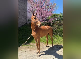 Selle Français, Castrone, 5 Anni, 170 cm, Sauro