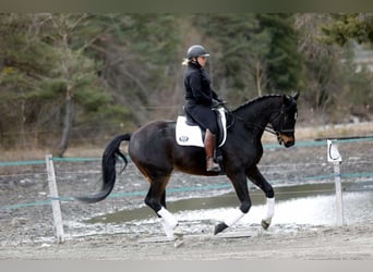 Selle Français, Castrone, 5 Anni, 173 cm, Baio nero