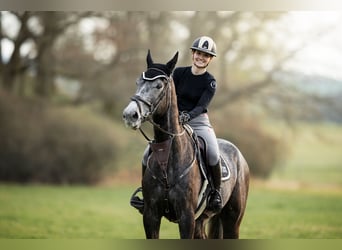 Selle Français, Castrone, 5 Anni, 180 cm, Grigio