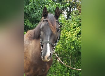 Selle Français, Castrone, 6 Anni, 164 cm, Baio scuro