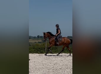Selle Français, Castrone, 6 Anni, 165 cm, Baio