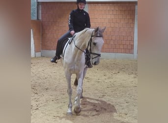 Selle Français, Castrone, 6 Anni, 165 cm, Grigio trotinato