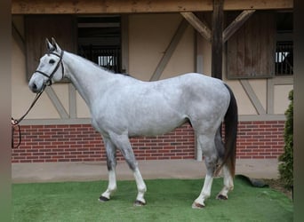 Selle Français, Castrone, 6 Anni, 167 cm, Grigio