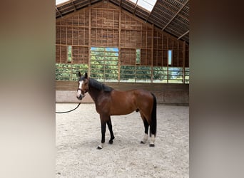Selle Français, Castrone, 6 Anni, 168 cm, Baio