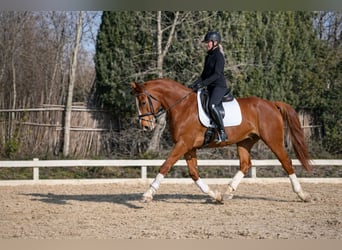 Selle Français, Castrone, 6 Anni, 170 cm, Sauro