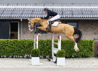 Selle Français, Castrone, 6 Anni, 172 cm, Falbo