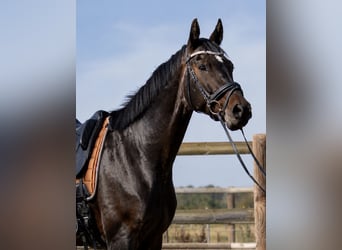 Selle Français, Castrone, 6 Anni, 173 cm, Baio scuro