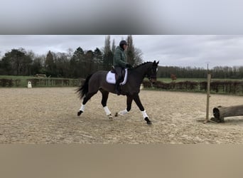 Selle Français, Castrone, 6 Anni, 175 cm, Baio scuro