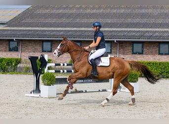 Selle Français, Castrone, 7 Anni, 166 cm, Sauro