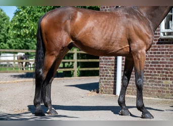 Selle Français, Castrone, 7 Anni, Baio scuro