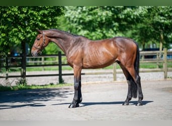 Selle Français, Castrone, 7 Anni, Baio scuro