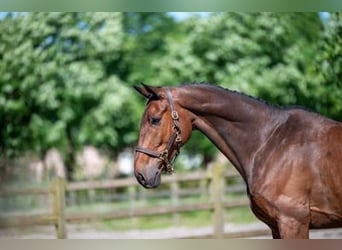 Selle Français, Castrone, 7 Anni, Baio scuro