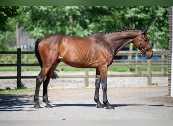 Selle Français, Castrone, 7 Anni, Baio scuro