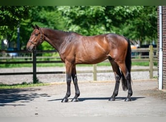 Selle Français, Castrone, 7 Anni, Baio scuro