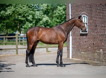 Selle Français, Castrone, 7 Anni, Baio scuro