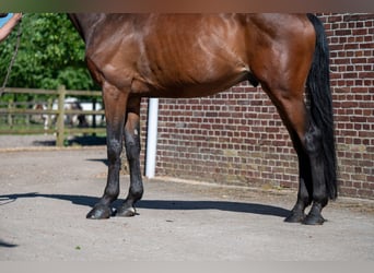 Selle Français, Castrone, 7 Anni, Baio scuro