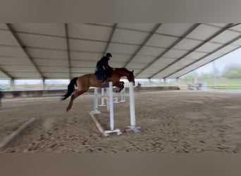 Selle Français, Castrone, 8 Anni, 166 cm, Baio chiaro