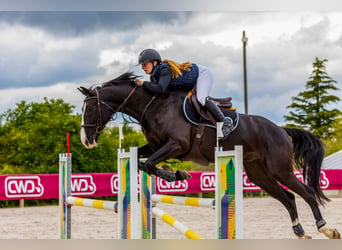 Selle Français, Castrone, 8 Anni, 168 cm, Morello