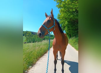 Selle Français, Castrone, 8 Anni, 178 cm, Baio