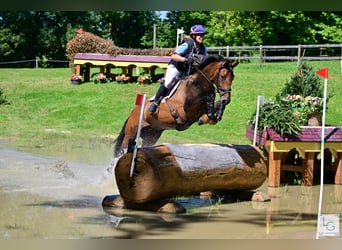 Selle Français, Castrone, 9 Anni, 164 cm, Baio