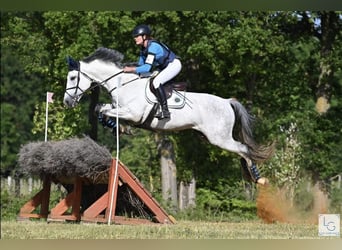Selle Français, Castrone, 9 Anni, 166 cm, Grigio