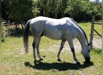 Selle Français, Castrone, 9 Anni, 166 cm, Grigio