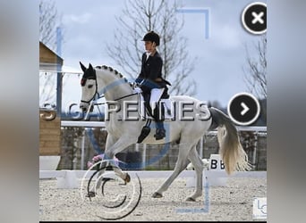 Selle Français, Castrone, 9 Anni, 166 cm, Grigio