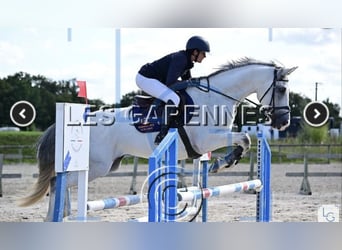 Selle Français, Castrone, 9 Anni, 166 cm, Grigio
