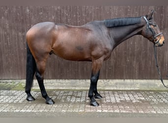 Selle Français, Castrone, 9 Anni, 170 cm, Baio