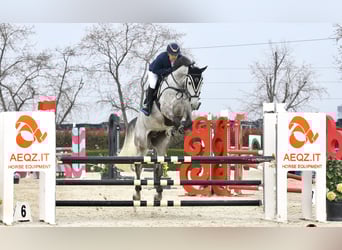 Selle Français, Castrone, 9 Anni, 178 cm, Grigio