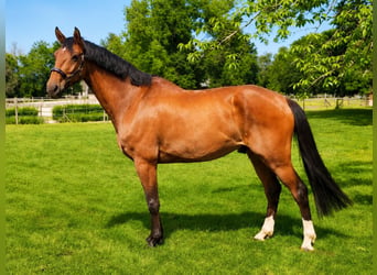 Selle Français, Castrone, 9 Anni, 182 cm, Baio